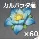 カルパラタ蓮×60